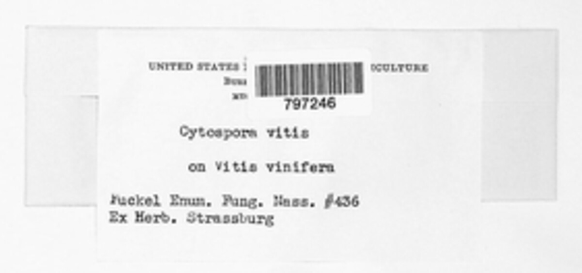 Cytospora image